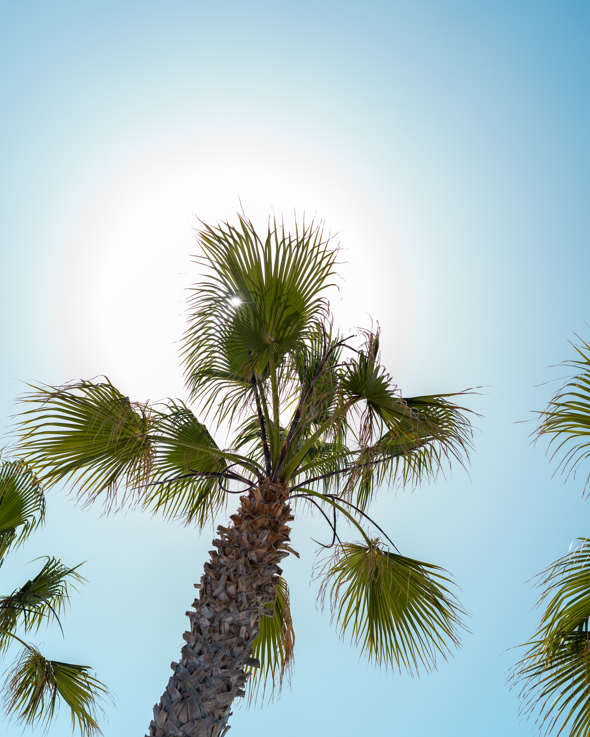 palm-deganis-beachwear-costumi-sostenibili